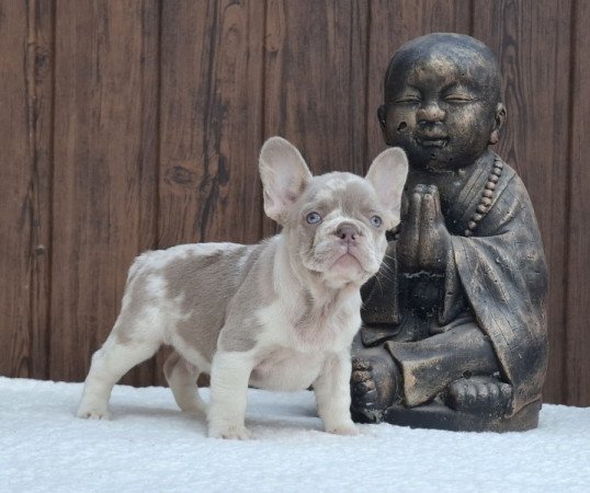 Francia bulldog