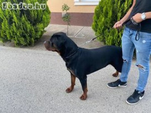 Fajtiszta Rottweiler kölyökkutyák