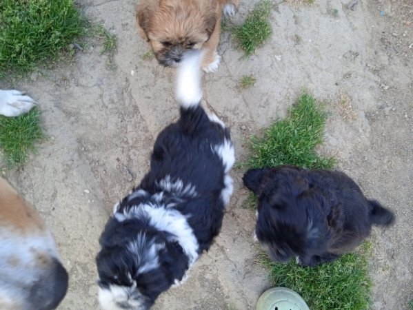 shi tzu