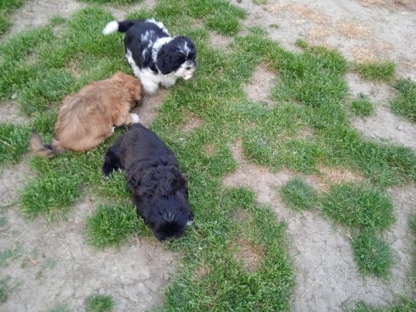 shi tzu