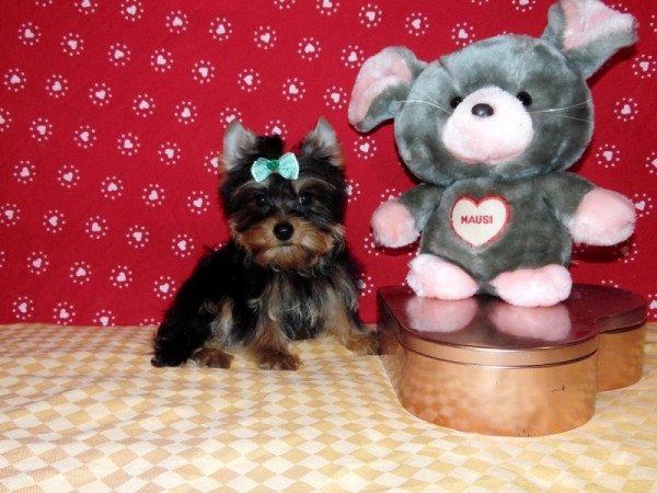 Yorkshire Terrier, Yorki