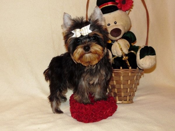 Yorkshire Terrier, Yorki