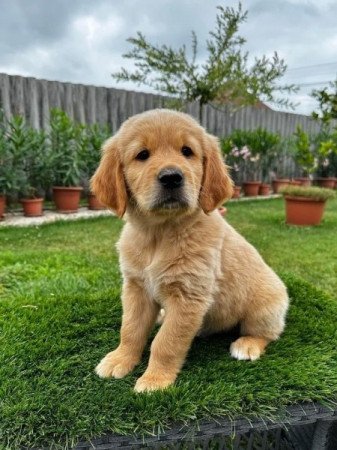 Golden retriever