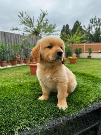 Golden retriever