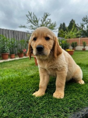 Golden retriever