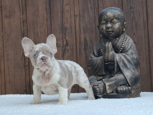 Francia bulldog