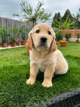 Golden retriever