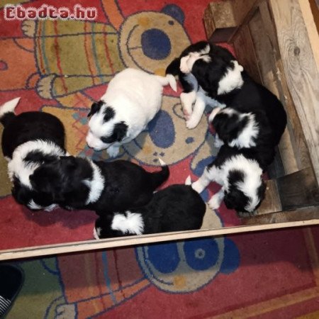 Border Collie