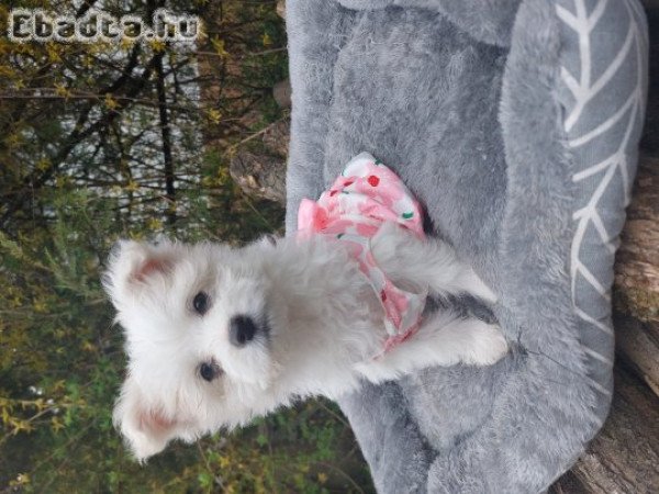 Pomapoo kutyus szerető gazdit keres