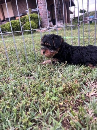 Yorkshire terrier