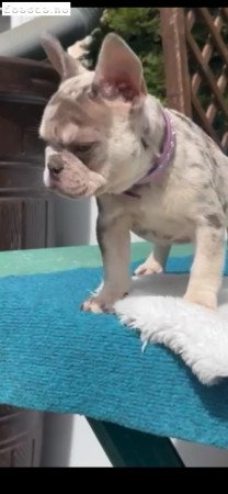 Francia Bulldog Merle LilacTan kékszemű kislány