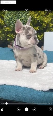 Francia Bulldog Merle LilacTan kékszemű kislány