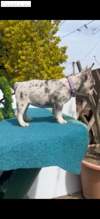 Francia Bulldog Merle LilacTan kékszemű kislány