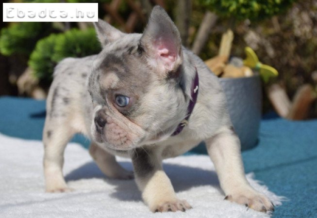 Francia Bulldog Merle LilacTan kékszemű kislány