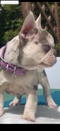 Francia Bulldog Merle LilacTan kékszemű kislány
