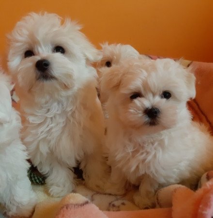 Bichon Havanese