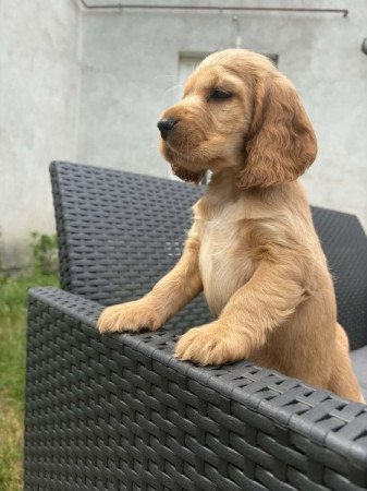 Angol cocker spániel