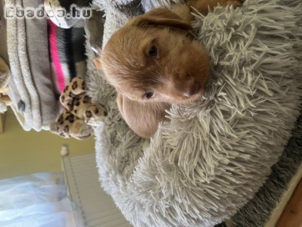 Eladó Drótszőrű Magyar Vizsla kiskutyák