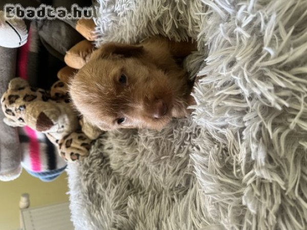 Eladó Drótszőrű Magyar Vizsla kiskutyák