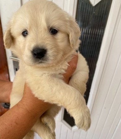 Golden retriever