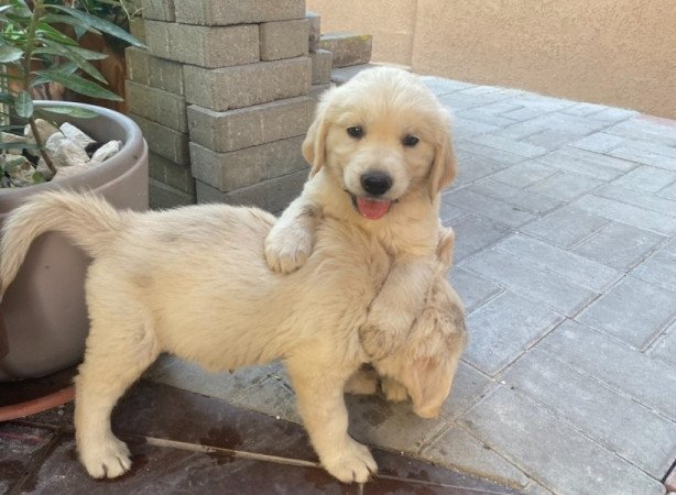 Golden retriever