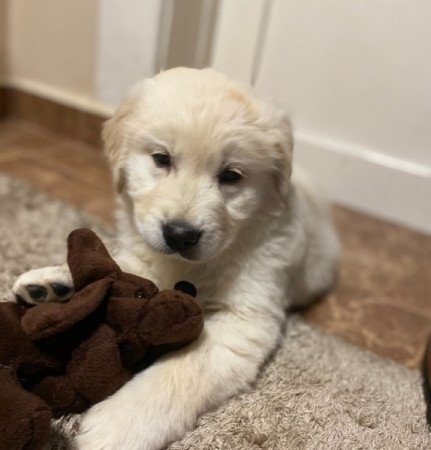 Golden retriever