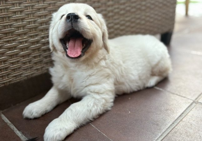 Golden retriever