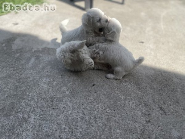 Eladó máltai selyemkutyusok