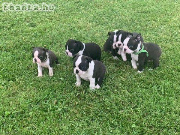 Blue Boston Terrier kölykök