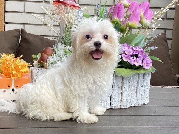 Bichon havanese