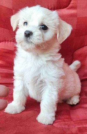 Bichon havanese