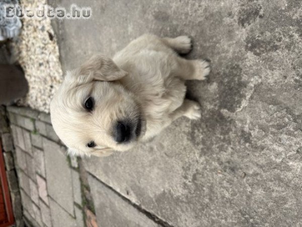 Golden retriever kisfiúk