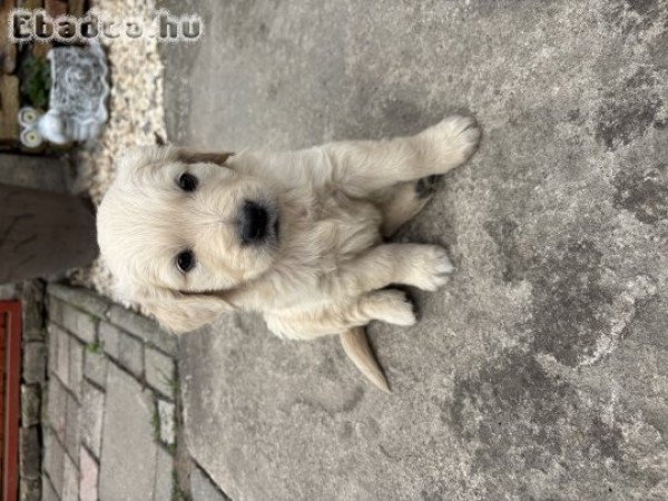 Golden retriever kisfiúk