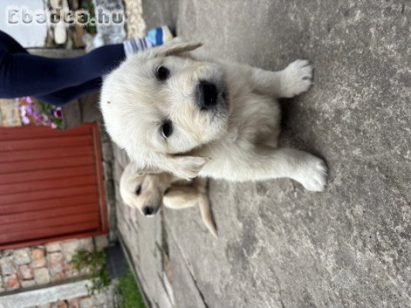 Golden retriever kisfiúk