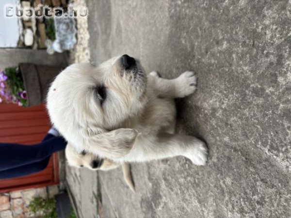 Golden retriever kisfiúk