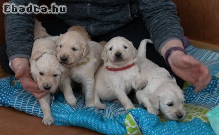 Hím és nőstény Golden Retriever kölykök kaphatók