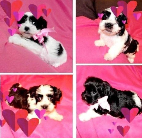 Bichon havanese
