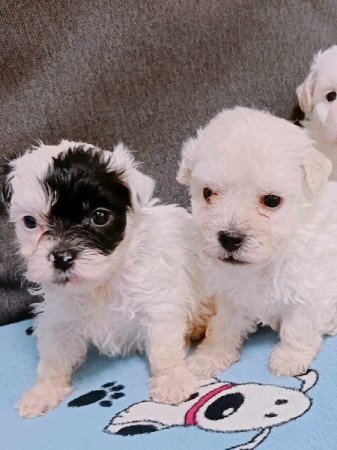 Bichon havanese