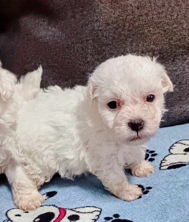 Bichon havanese