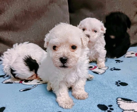 Bichon havanese