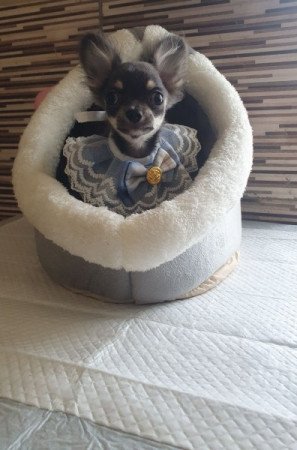 Csivava / Chihuahua