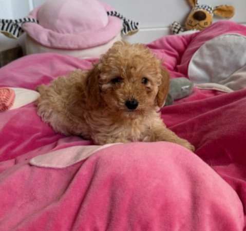 Uszkár