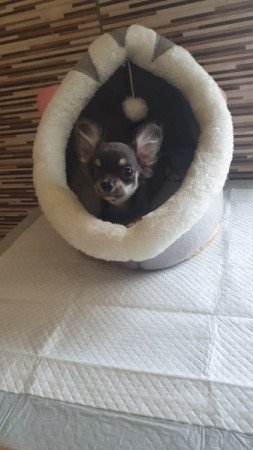 Csivava / Chihuahua