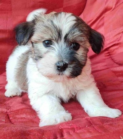 Bichon havanese