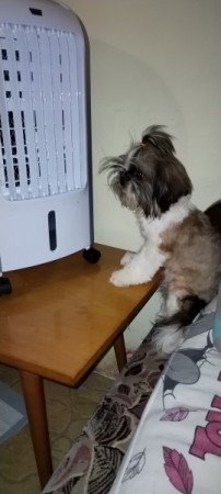 Shih-tzu