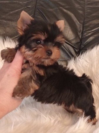 yorkshire terrier , yorky