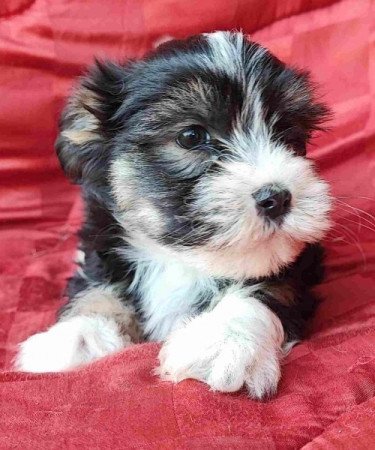 Bichon havanese