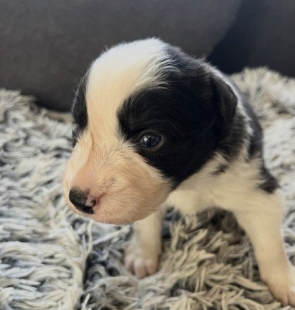 Border Collie