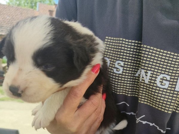 Border Collie
