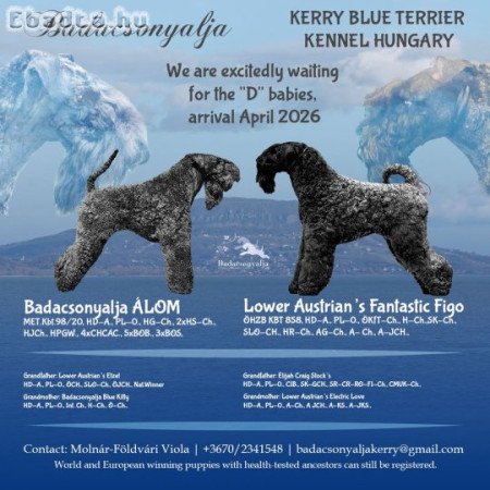 Törzskönyves Kerry Blue Terrier kölykök